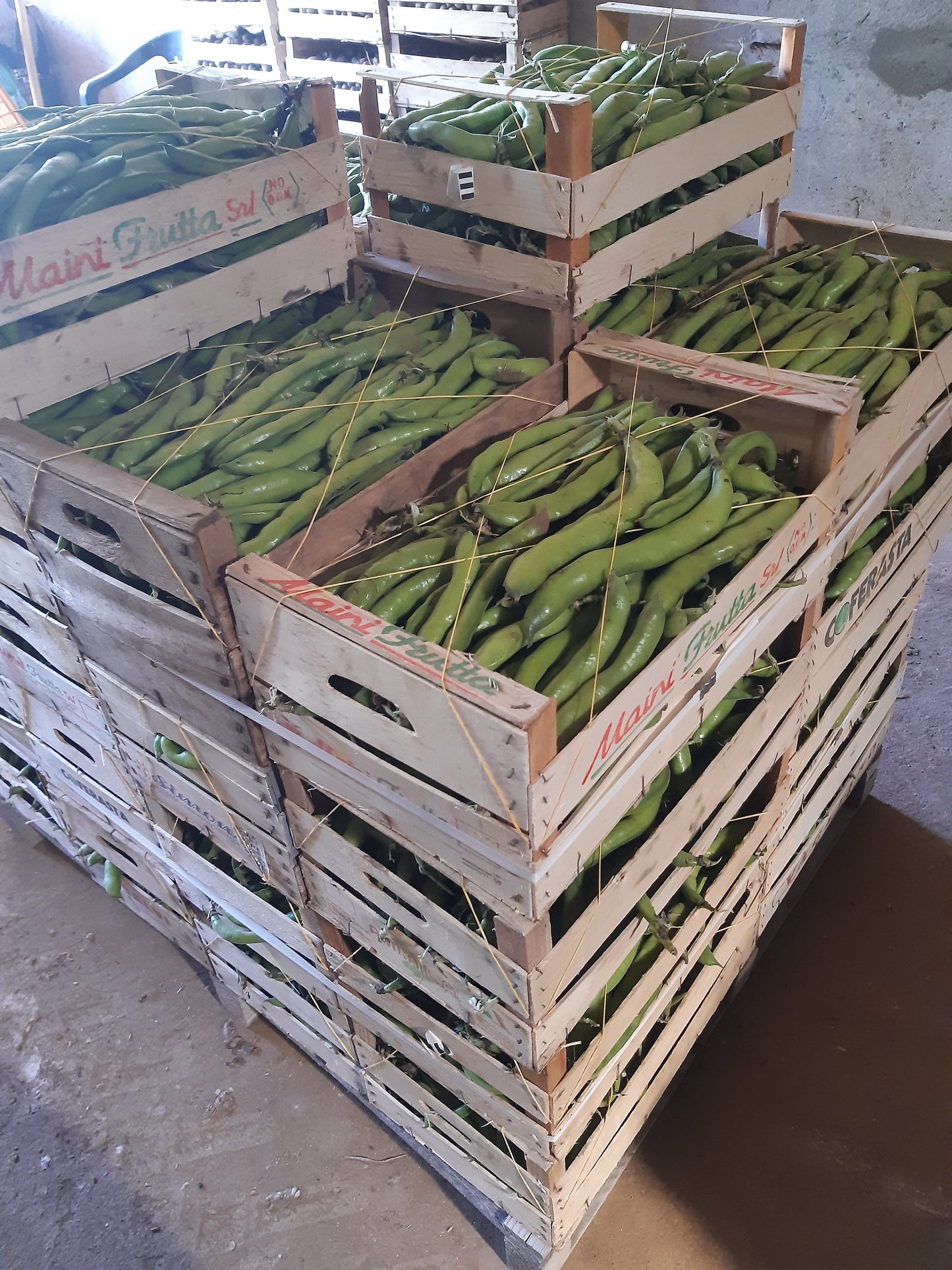 Dried broad beans from our crops. Natural product