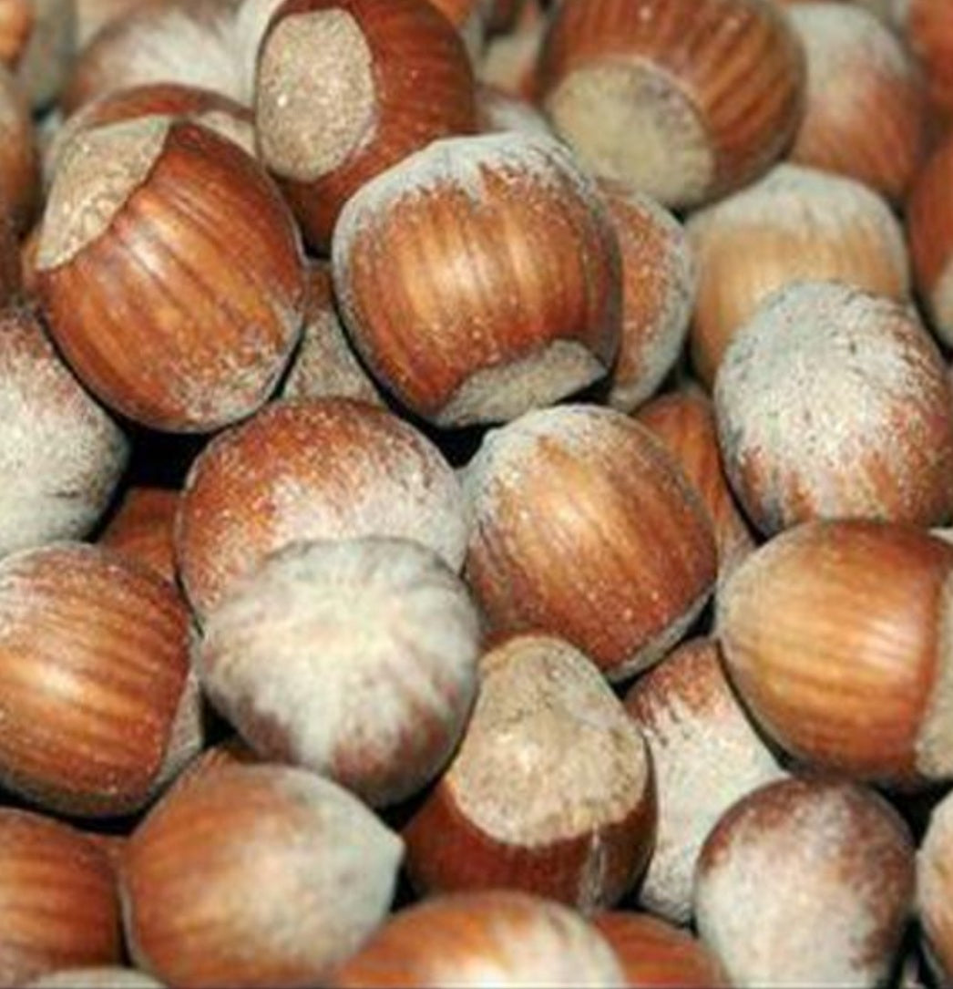 Calibrated Natural Italian hazelnuts in shell