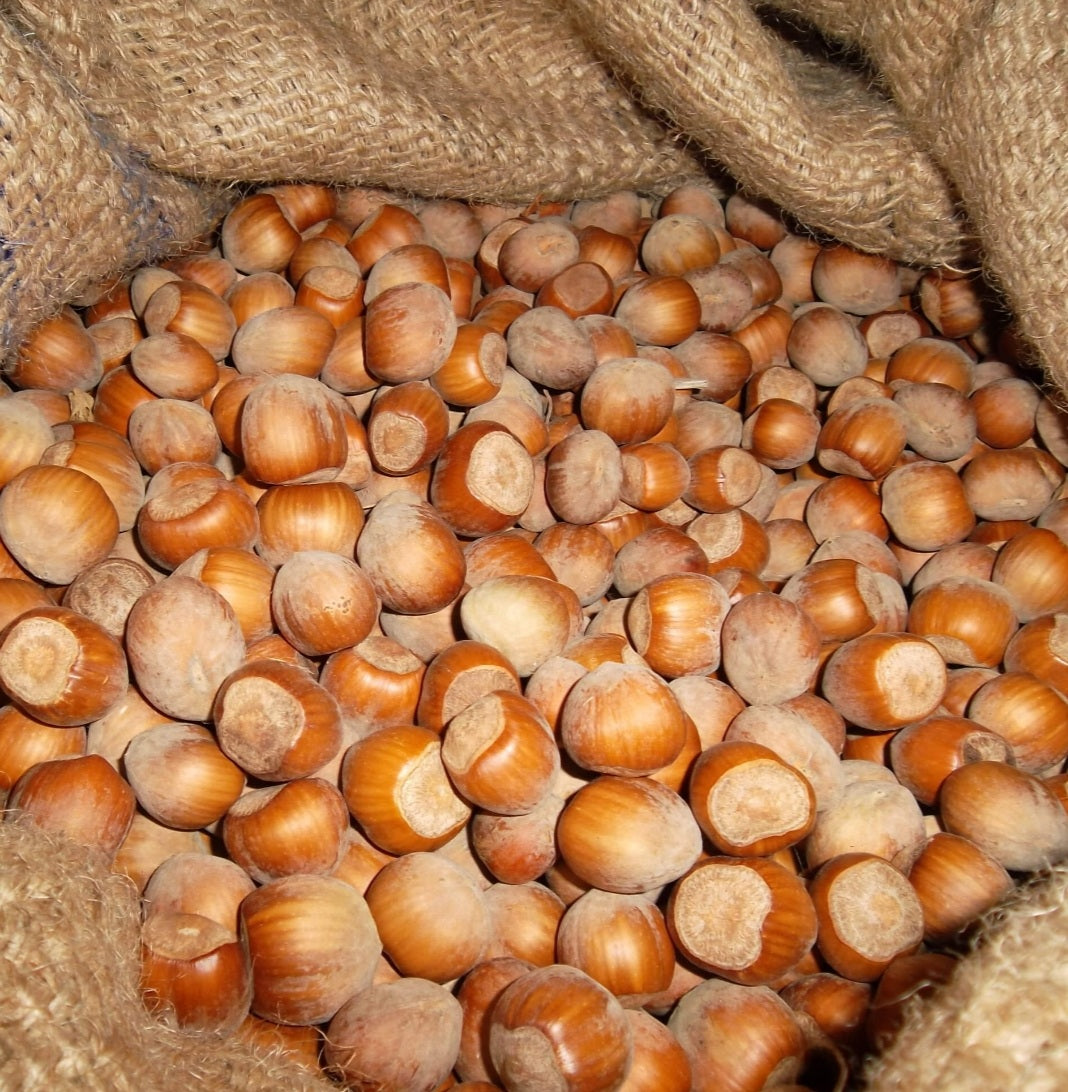 Calibrated Natural Italian hazelnuts in shell