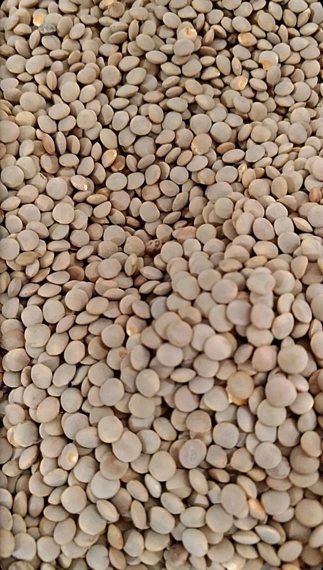 Selected Natural Dry Lentils