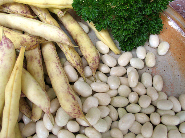 Haricots Cocos séchés issus de nos cultures de l'arrière-pays de l'Aspromonte